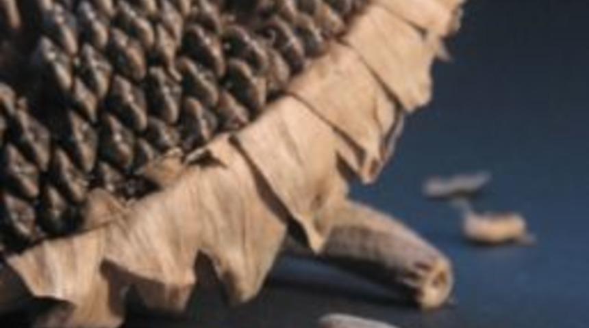 Kansere Karşı Etkili Doğal Gıda