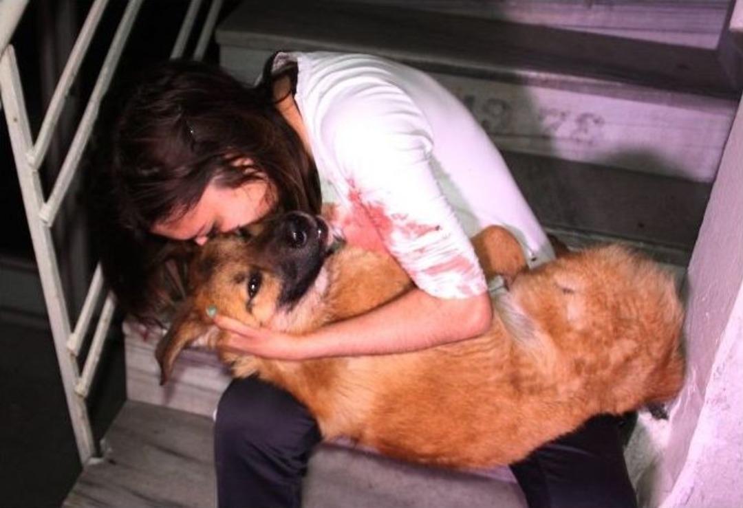 Otomobilin Vurup Ka&ccedil;tığı K&ouml;peği Kucağına Alıp &lsquo;ne Olur &Ouml;lme&rsquo; Diye Ağladı