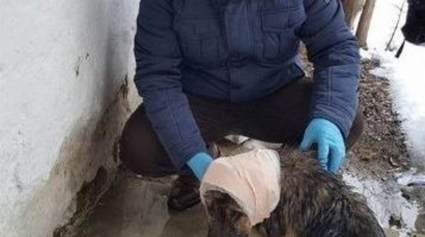 Hakkari&rsquo;ye Hayvan Barınağı Talebi