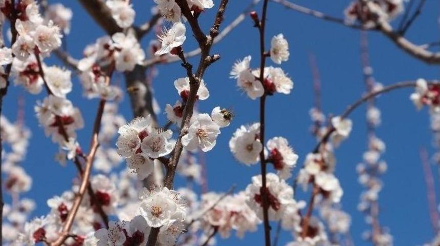 Mut&rsquo;ta Kayısı Ağa&ccedil;ları Gelinliğe B&uuml;r&uuml;nd&uuml;