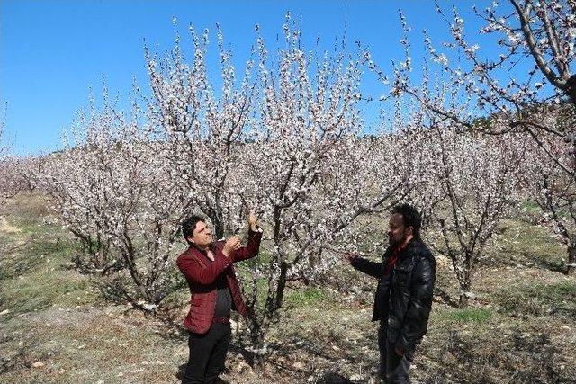 Mut’ta Kayısı Ağaçları Gelinliğe Büründü