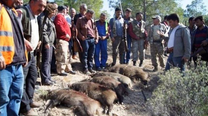 Mut&rsquo;ta Yaban Domuzlarına S&uuml;rek Avı