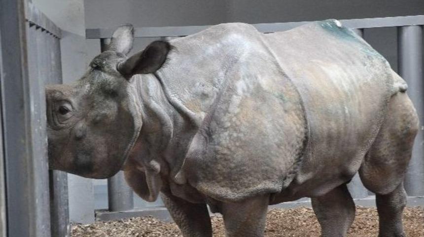 (&ouml;zel Haber) T&uuml;rkiye&rsquo;nin İlk Gergedanı Samir&rsquo;in Keyfi Yerinde