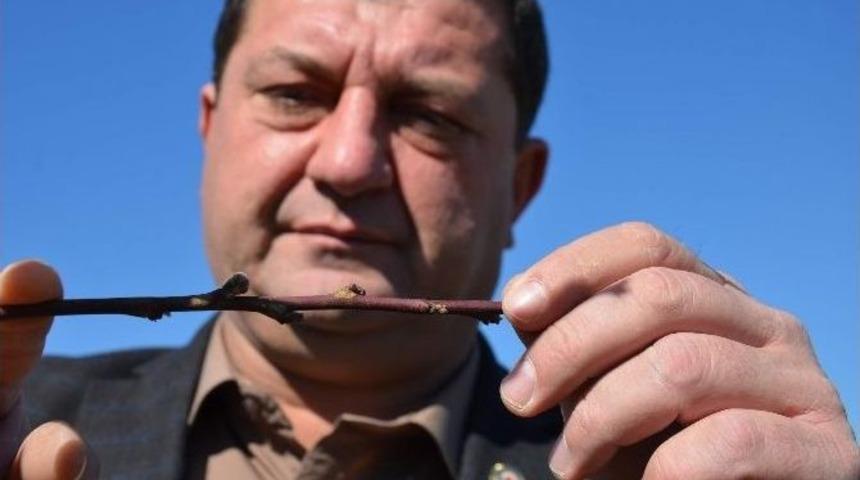 (&ouml;zel Haber) Bursa Eksi 17 Dereceyi G&ouml;rd&uuml;, Zeytin Ve Meyve Ağa&ccedil;ları Yandı