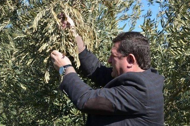 (özel Haber) Bursa Eksi 17 Dereceyi Gördü, Zeytin Ve Meyve Ağaçları Yandı