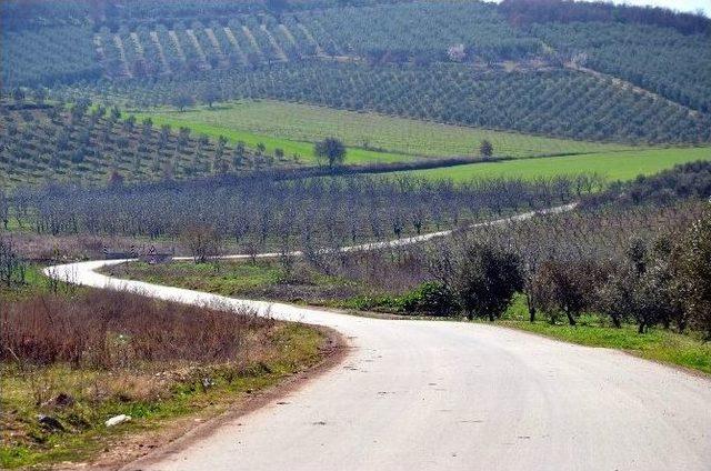 (özel Haber) Bursa Eksi 17 Dereceyi Gördü, Zeytin Ve Meyve Ağaçları Yandı