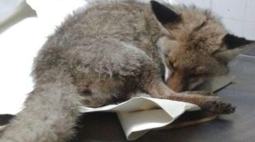 Yaralı Şahin Ve Tilki Tedavi Edildi