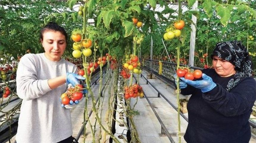 Pis Kokular Yayan &Ccedil;&ouml;pl&uuml;kten, &Uuml;retim Merkezine