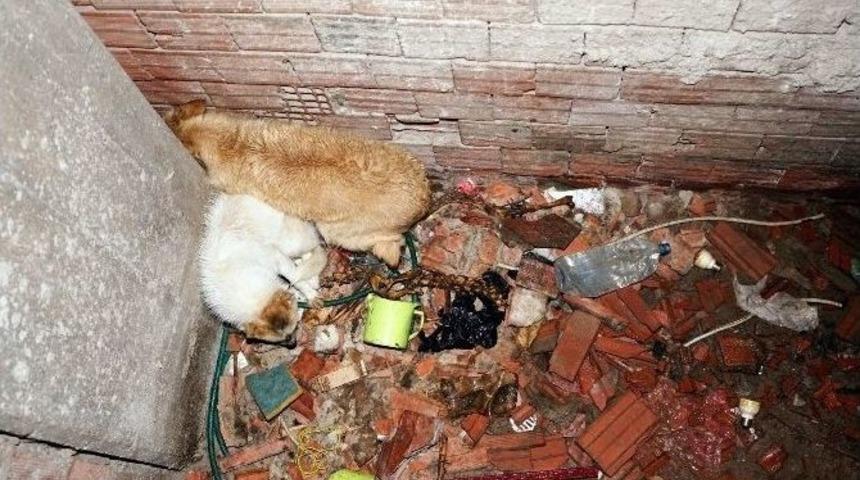 Havalandırma Boşluğuna D&uuml;şen İki K&ouml;peği İtfaiye Ekipleri Kurtardı