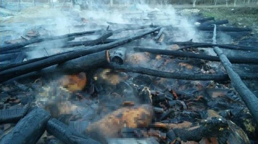 Ağılda &Ccedil;ıkan Yangında 207 K&uuml;&ccedil;&uuml;kbaş Hayvan Telef Oldu