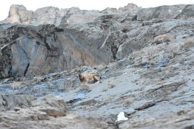 Tunceli’de Dağ Keçileri Yiyecek Ararken Görüntülendi