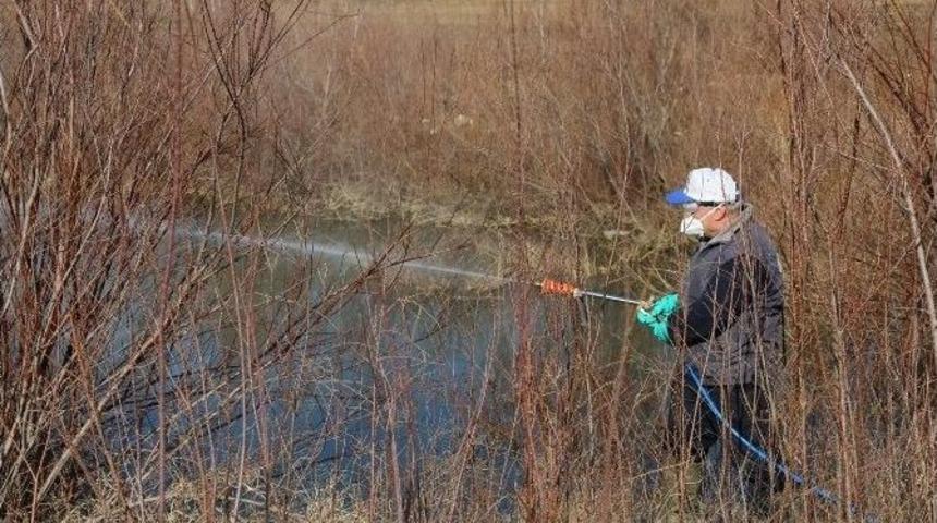 Sel&ccedil;uk&rsquo;ta Sivrisinekle M&uuml;cadele Kış Aylarında Da S&uuml;r&uuml;yor