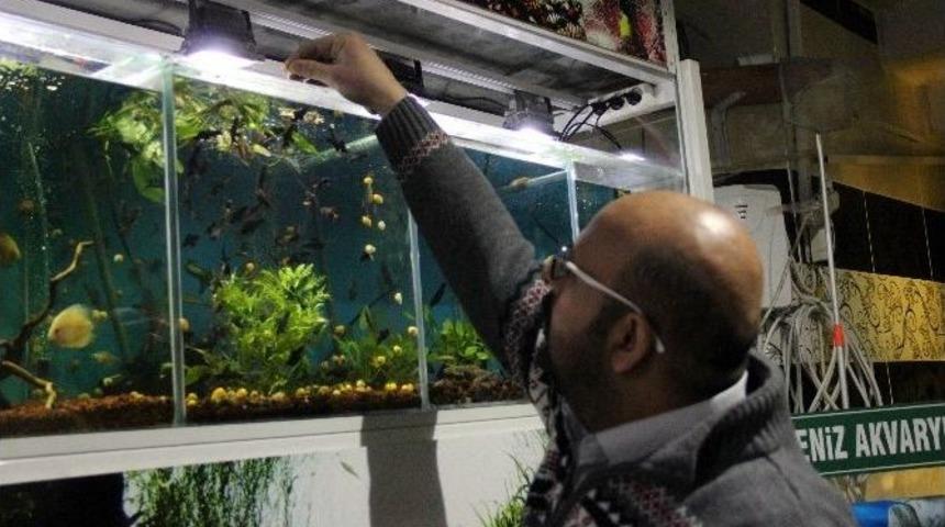 S&uuml;s Balıklarına Talep Patlaması