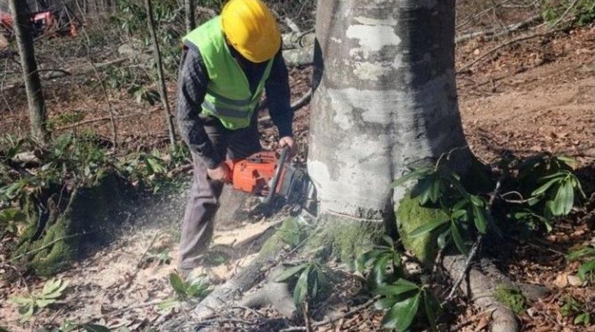 Ormanda Işık Kesimi Yapıldı