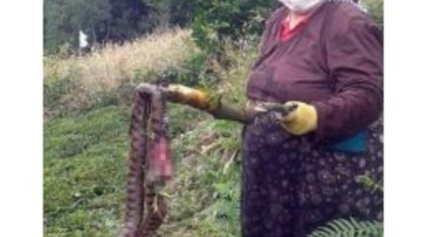 K&ouml;ye Korku Salan Yılanı Bulup &Ouml;ld&uuml;rd&uuml;