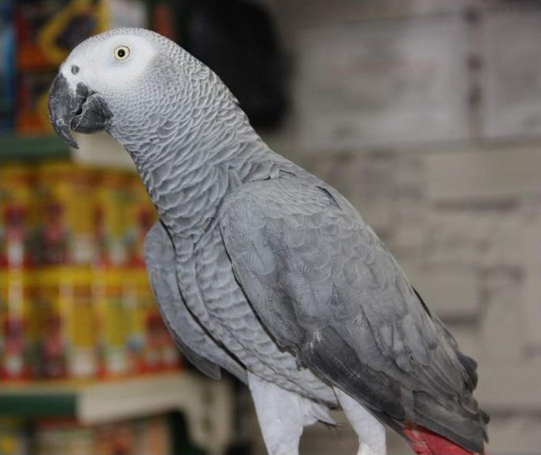 Papağanlarını Otomobil Ve Motosikletle Takas Ediyor