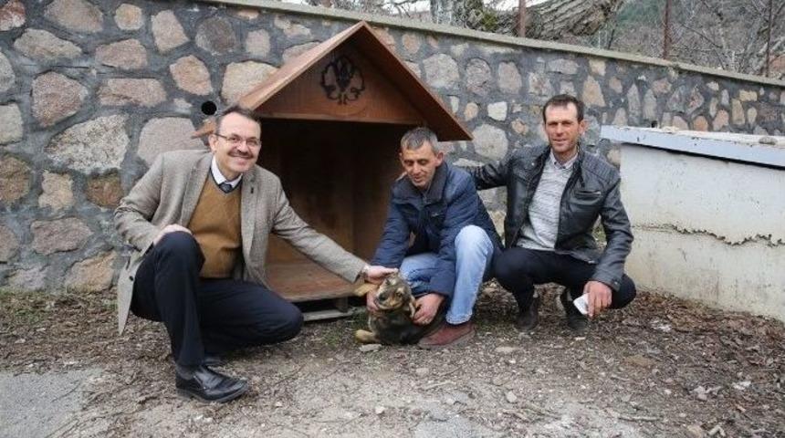 Sokak Hayvanları, B&uuml;y&uuml;kşehirin Koruması Altında