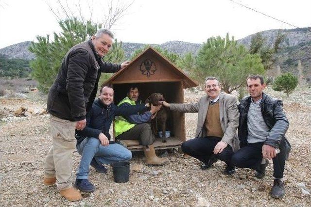 Sokak Hayvanları, Büyükşehirin Koruması Altında