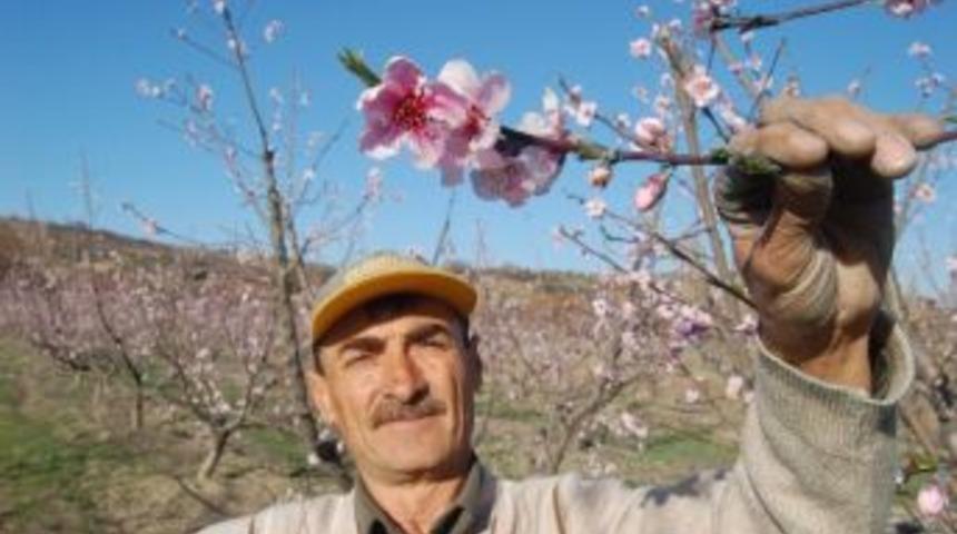 Lapseki İl&ccedil;esinde Meyve Ağa&ccedil;ları &Ccedil;i&ccedil;ek A&ccedil;tı