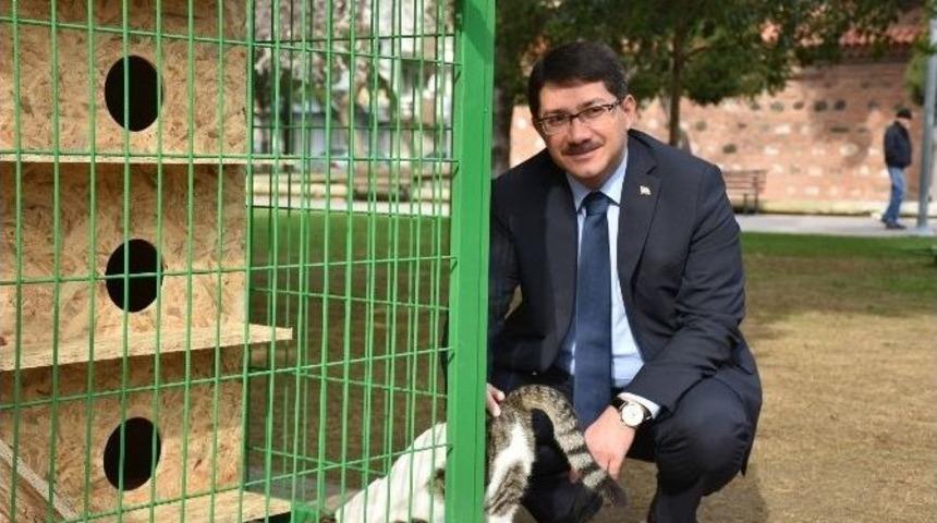 Bu İl&ccedil;ede Sokak Hayvanları Koruma Altında