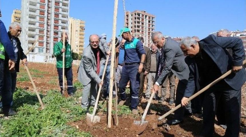 Mezitli&rsquo;nin Jcaranda Koruluğu Genişliyor