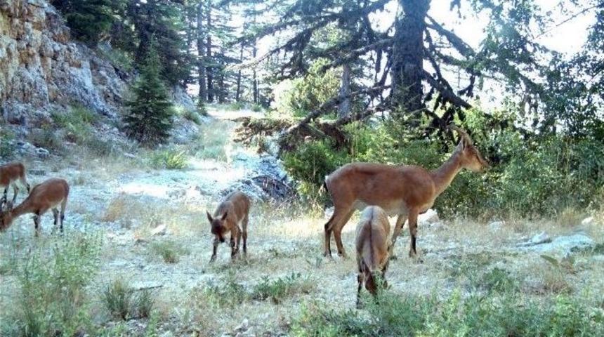 Yaban G&uuml;zelleri, Fotokapan Objektifinde