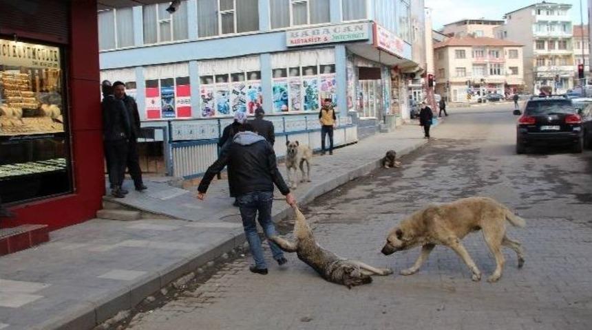 K&ouml;peklere İşkenceye Valilik Soruşturması