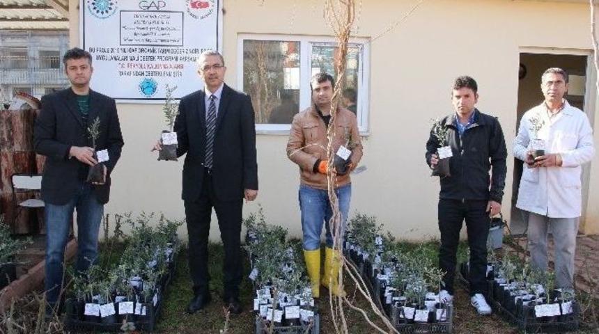 &Uuml;niversitede Yağlık Zeytin Fidanları &Uuml;retiliyor