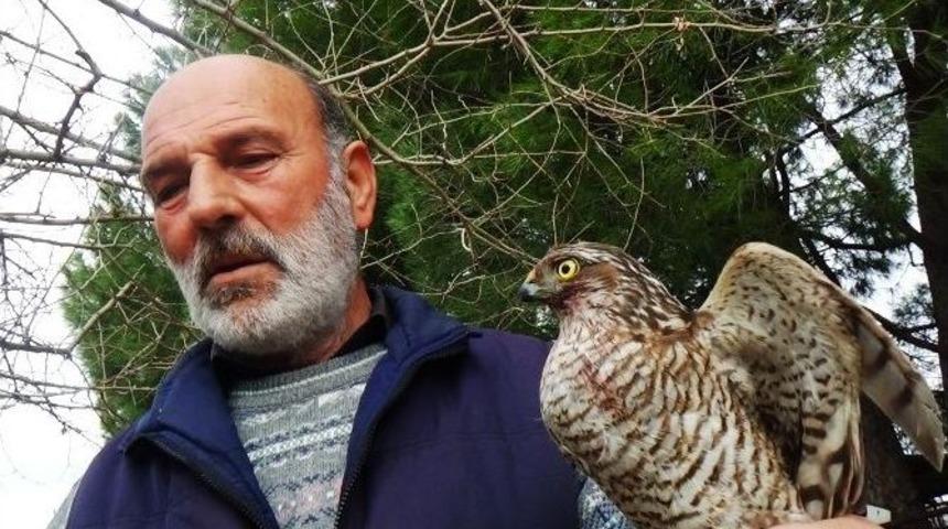 Yaralı Atmacayı Tedavi Edip Doğaya Saldı