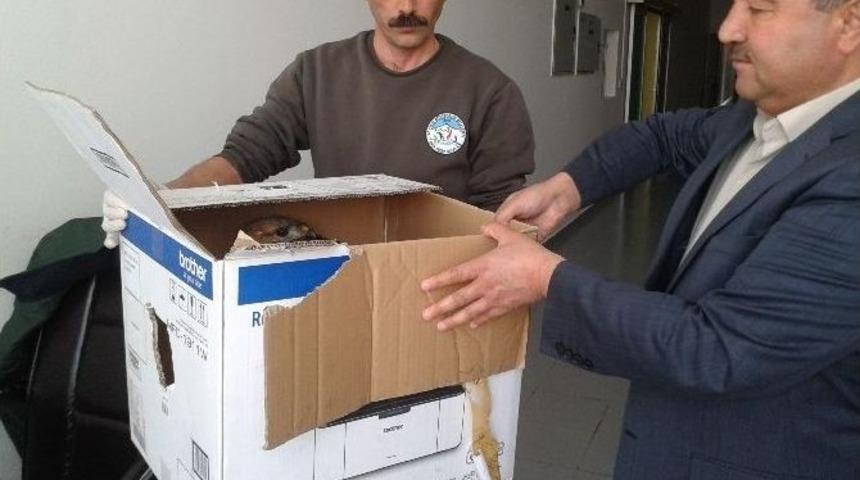 Yaralı Şahin Tedavi Altına Alındı