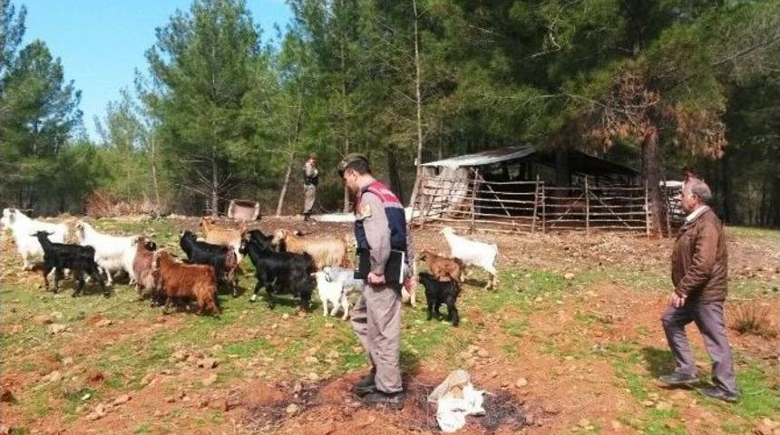 Ke&ccedil;i Hırsızları Jandarmadan Ka&ccedil;amadı