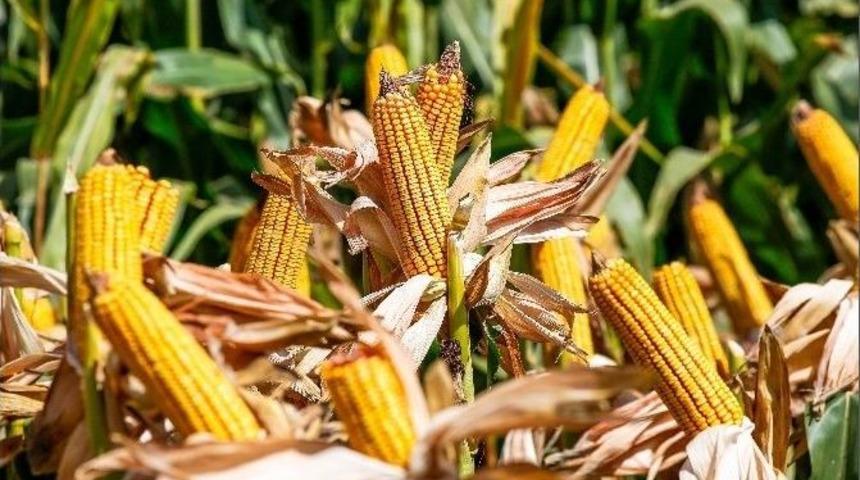 May Tohum&rsquo;dan &rsquo;şampiyon&rsquo; Mısırlar