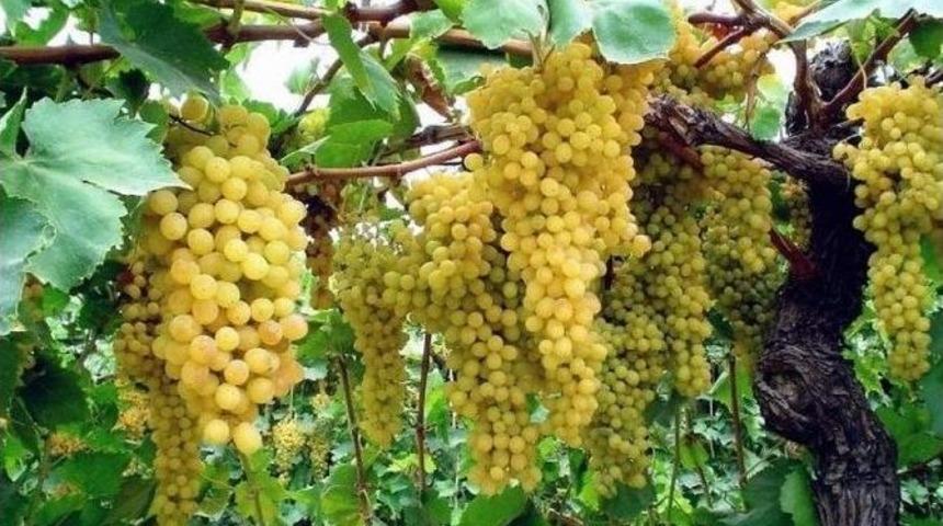 &Ccedil;ekirdeksiz Kuru &Uuml;z&uuml;m İhracatını Bekleyen B&uuml;y&uuml;k Tehlike