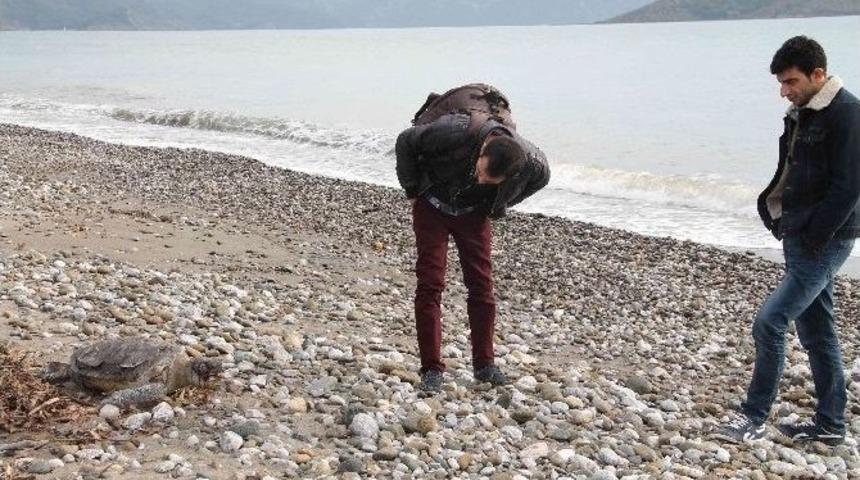 Fethiye Sahiline &Ouml;l&uuml; Caretta Vurdu