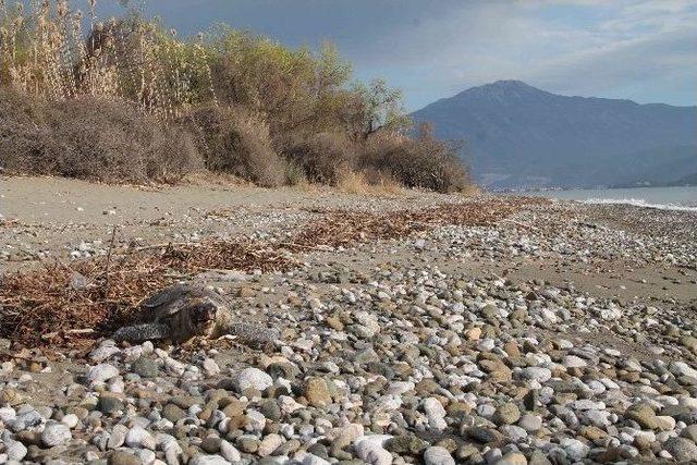 Fethiye Sahiline Ölü Caretta Vurdu