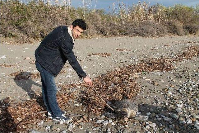 Fethiye Sahiline Ölü Caretta Vurdu