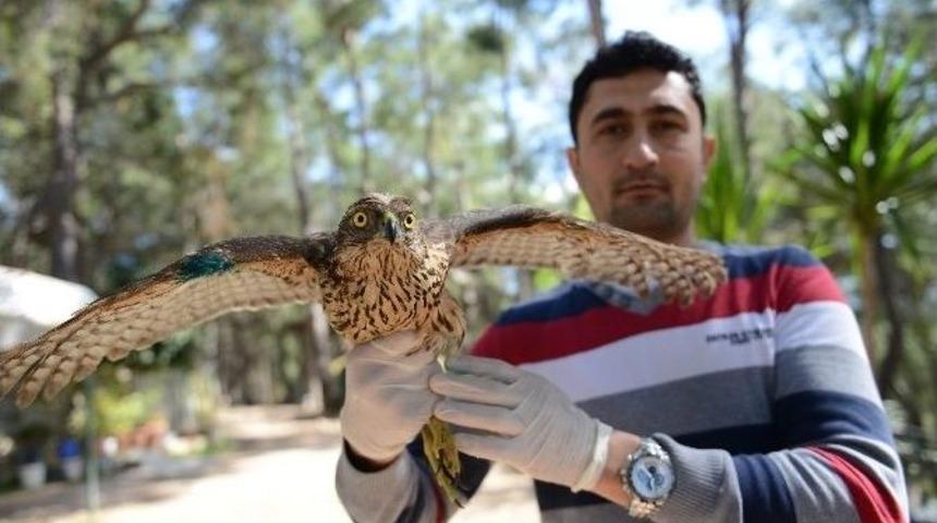 Yaralı Kızıl Şahin Tedavisinin Ardından Doğaya Bırakıldı