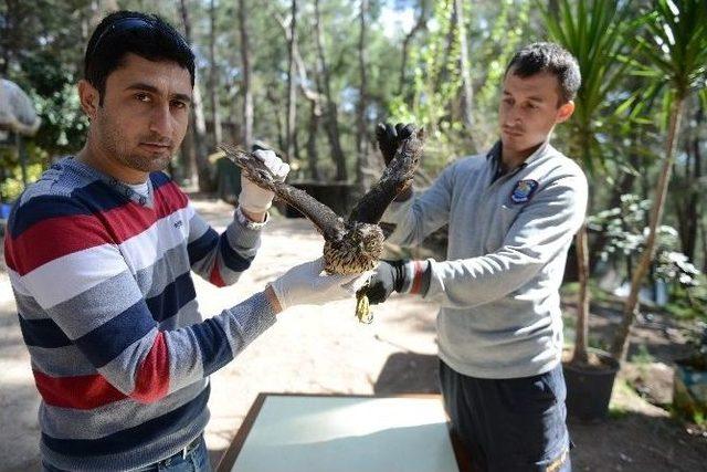 Yaralı Kızıl Şahin Tedavisinin Ardından Doğaya Bırakıldı