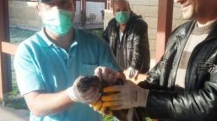 Kanadı Kırık Şahine, Zabıta Sahip &Ccedil;ıktı