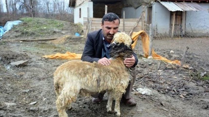 207 Koyundan Geriye "yadigar" Kaldı