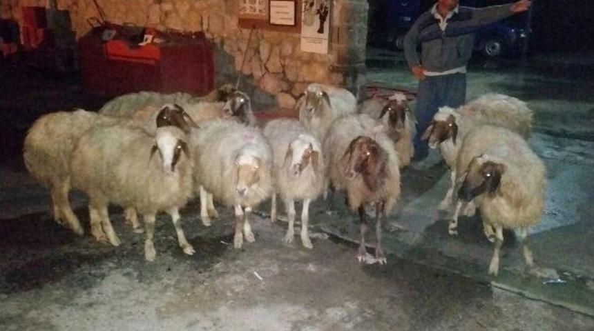 Tarsus&rsquo;ta &Ccedil;alınan Koyunlar Bulundu