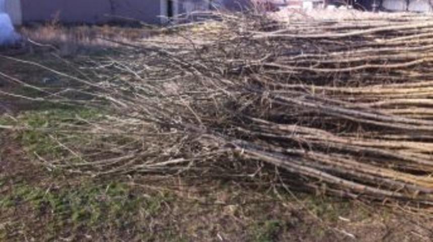 Yenikent Beldesi Yeşilleniyor