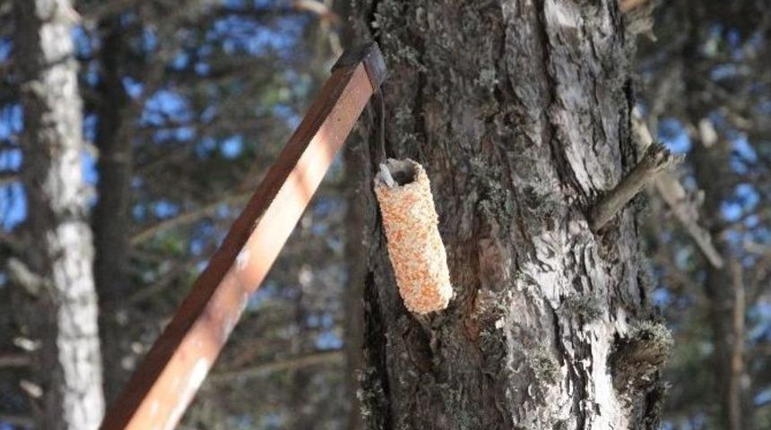 Ormandaki Kuşlara Ev Yapımı Yem