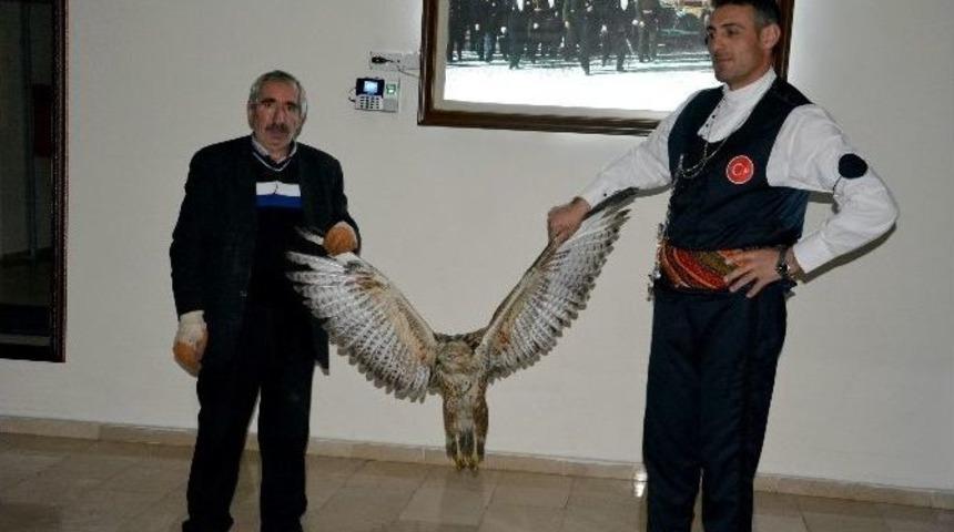 Kelkit&rsquo;te Yaralı Kızıl Doğan Bulundu