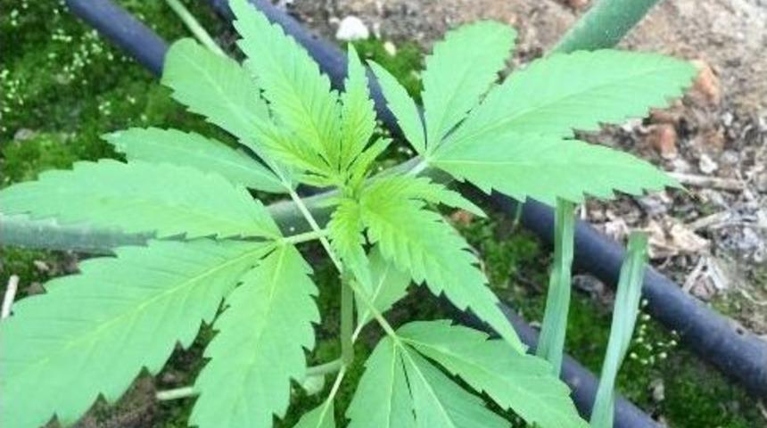 Uyuşturuculu Domates Serası