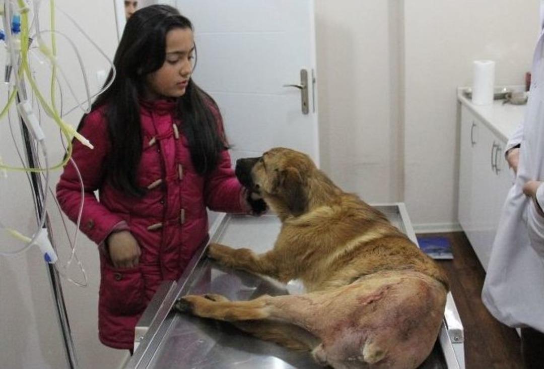 Yaralı K&ouml;pek Tedavisinin Ardından Sahibine Kavuştu