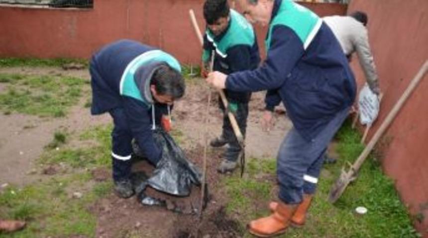K&ouml;rfez&rsquo;de Kirazlar Toprakla Buluştu