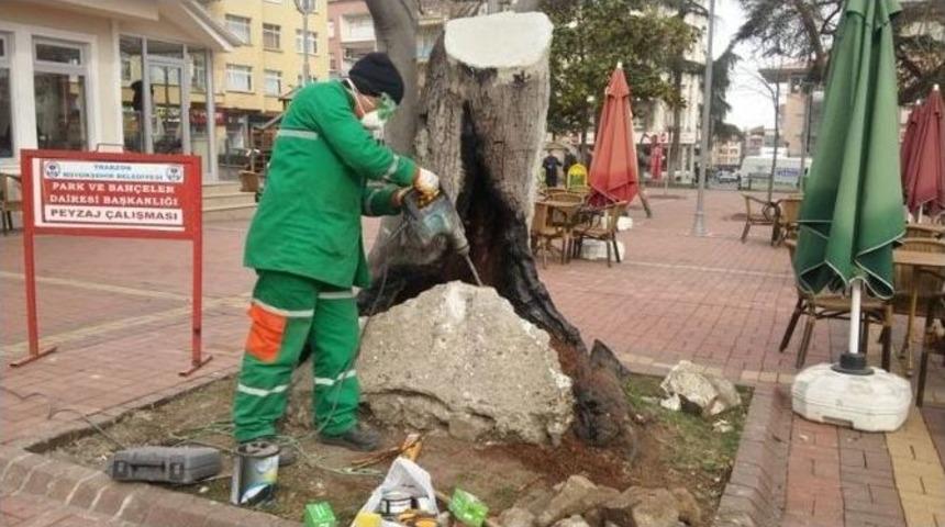 120 Yıllık Defne Ağacı Tedavi Edildi