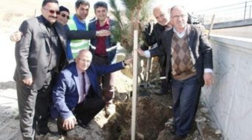 &Uuml;rg&uuml;p&rsquo;te 190 Adet Fidan Dikildi