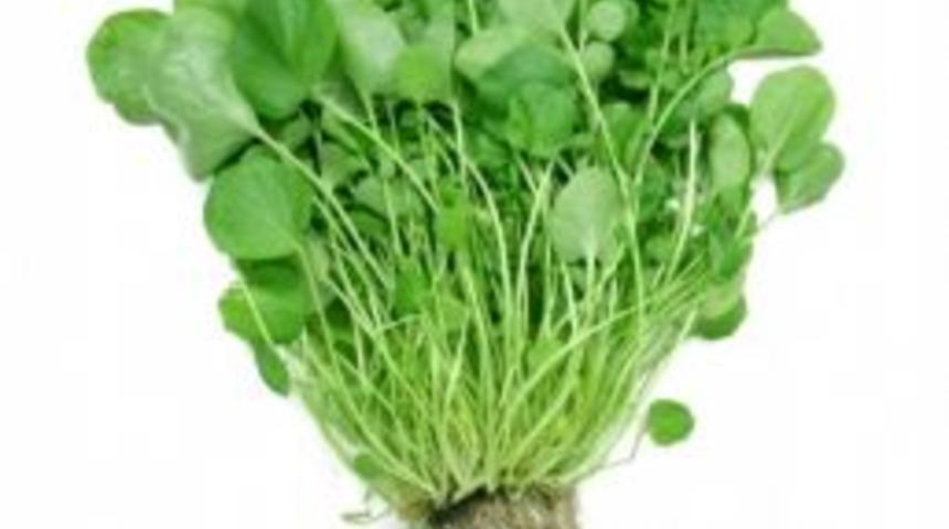 Tere&rsquo;de Ispanaktan Daha &Ccedil;ok Demir Var !!